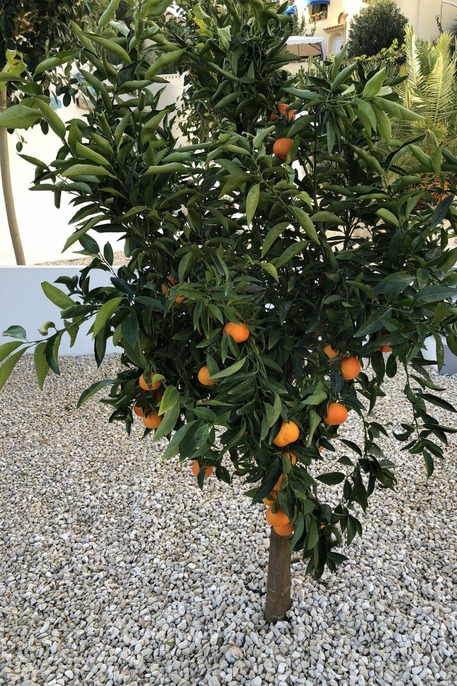Casa Épica Mandarin tree
