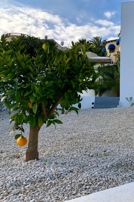 Casa Épica orange tree